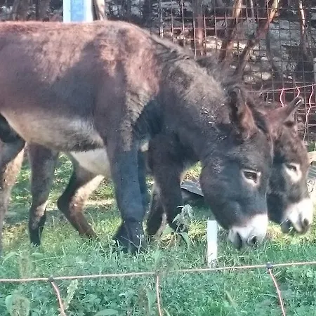 Campsite Agricampeggio Terra Di Mezzo Brenzone sul Garda