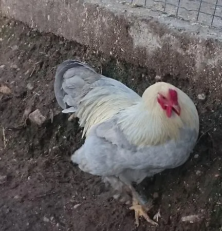 Agricampeggio Terra Di Mezzo Brenzone sul Garda